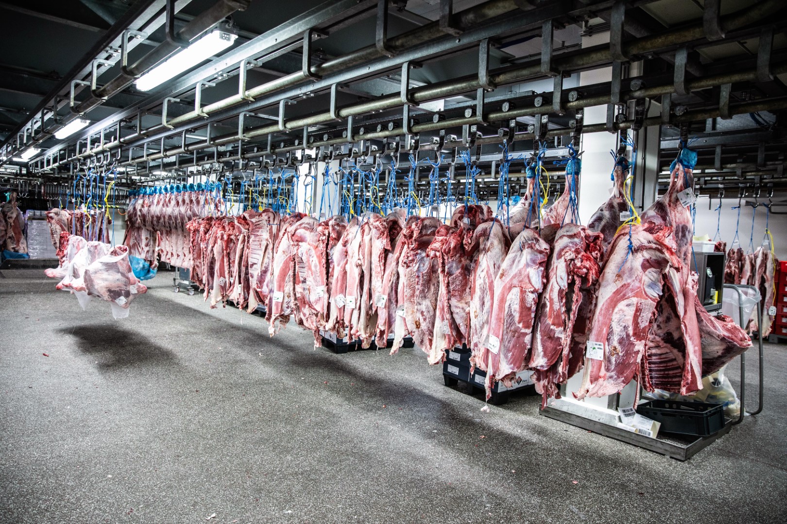 Testimonial fresh meat