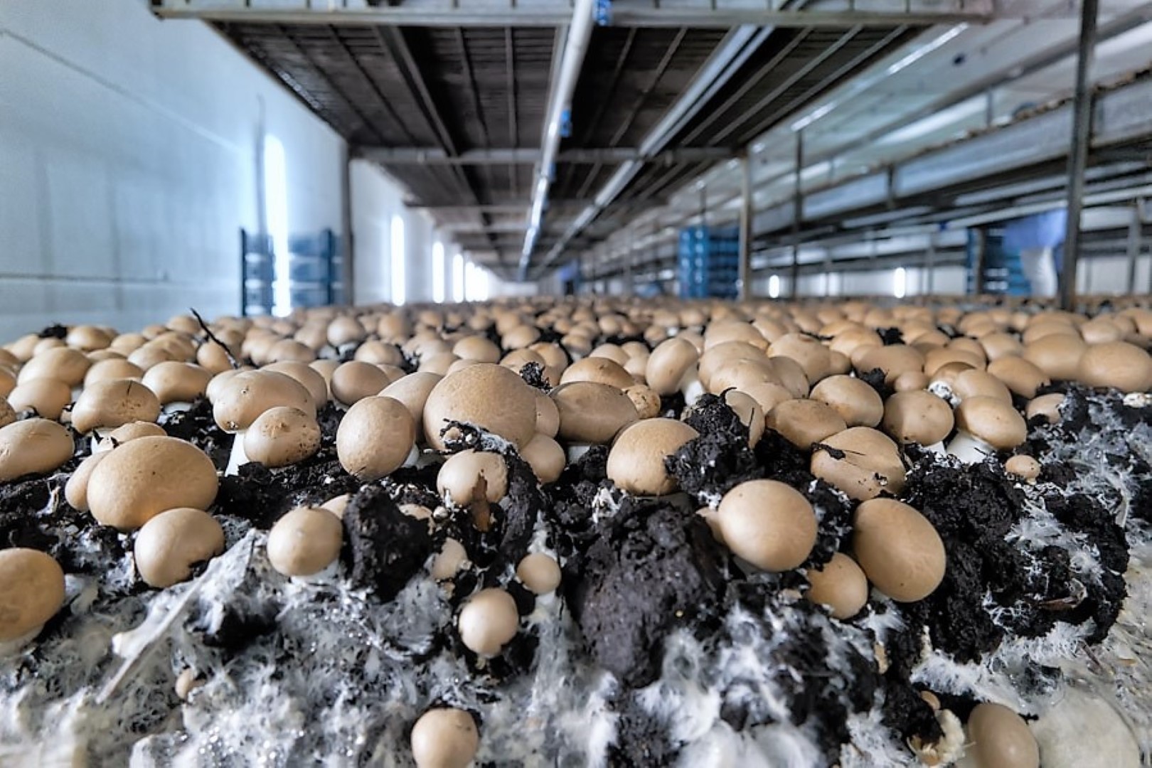 StretchMap fruit & vegetables header